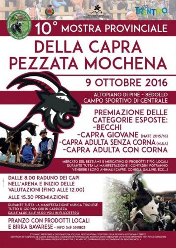 Capra Pezzata Mochena - Bedollo