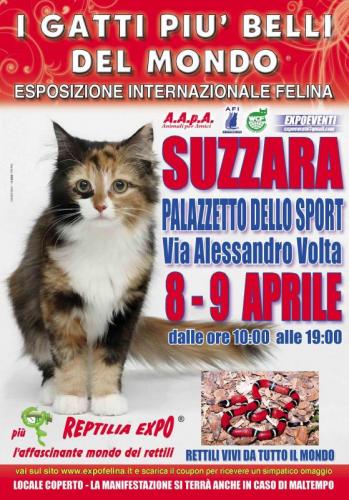 I Gatti Più Belli Del Mondo - Castell'alfero