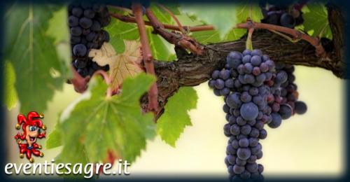 Festa Della Vendemmia  - Castelnuovo Don Bosco