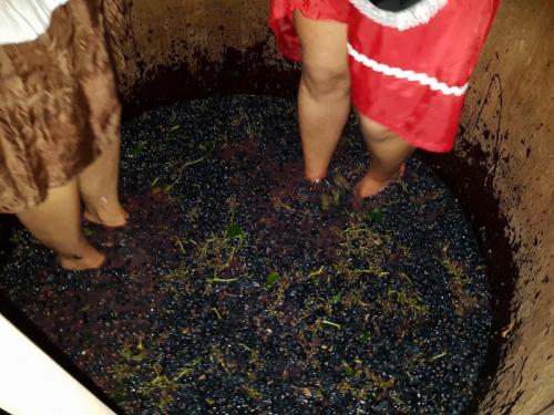 Festa Della Pigiatura Dell'uva - Rocca D'arce