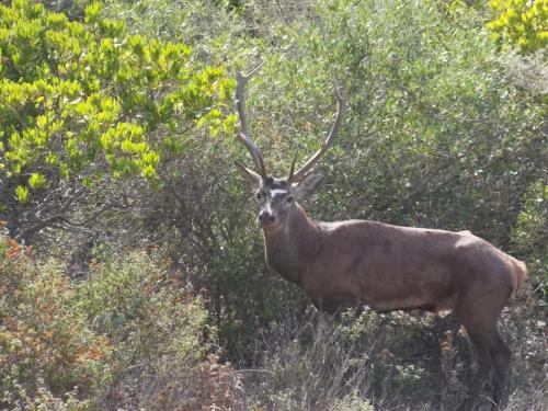 Settimana Dedicata Al Cervo Sardo - Castiadas