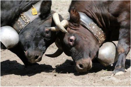 Incontri Tra Reines - Tavagnasco