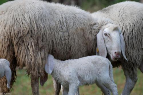 Fiera Di San Martino - Casteldelfino