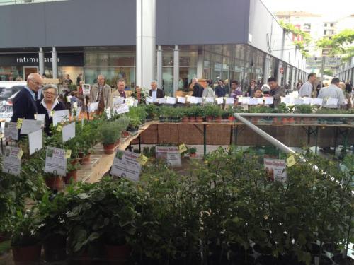 La Mostra Mercato Delle Erbe Aromatiche Piazza Portello A Milano - Milano
