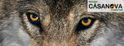 Lupi Nella Foresta - Poppi