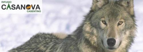 Lupi Nella Neve - Poppi