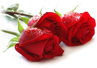 San Valentino Al Satprem Bio Restaurant - Torino