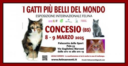 I Gatti Più Belli Del Mondo - Concesio