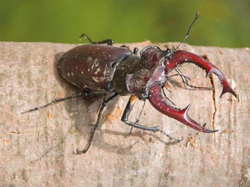 Parco Del Taro - Collecchio