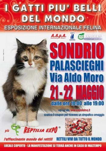 I Gatti Più Belli Del Mondo - Sondrio
