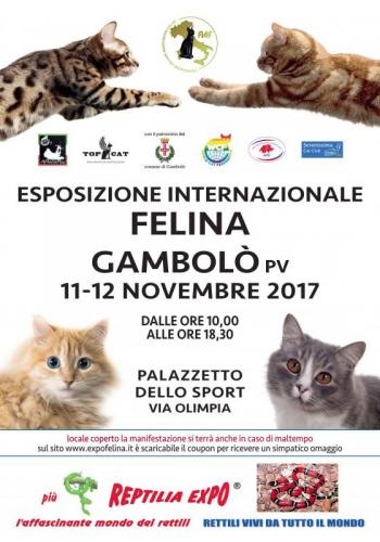 I Gatti Piu' Belli Del Mondo - Gambolò