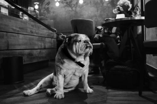 Photofestival Di Milano - Milano