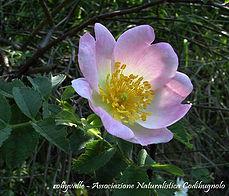 L'anima Delle Piante - Rocca Susella