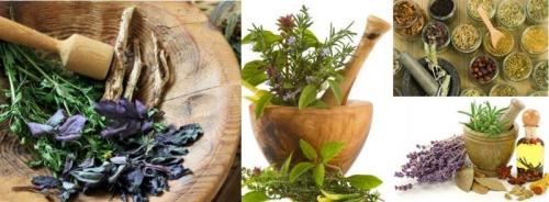 Corso Di Erboristeria - Marano Sul Panaro