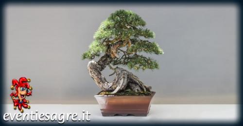 Bosco Fiorito - Bosco Marengo