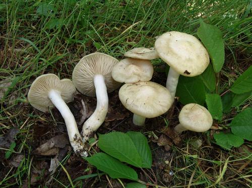 Sagra Del Prugnolo - Borgo San Lorenzo