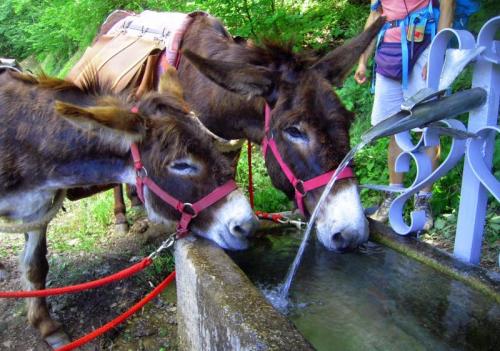 Paradase - Eventi Vari - Ronco Scrivia