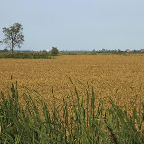 Le Giornate Del Riso - Jolanda Di Savoia