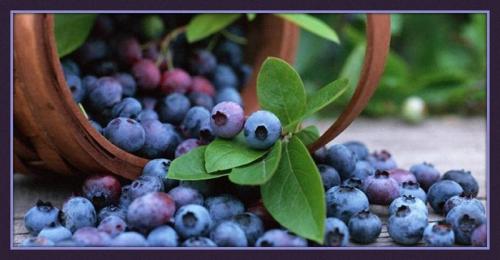 Festa Del Mirtillo - Lizzano In Belvedere