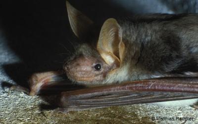La Notte Dei Pipistrelli - Carrega Ligure