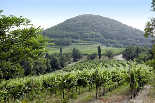 Andar Per Vigne E Ulivi - 