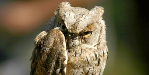 Associazione Naturalistica Codibugnolo - 