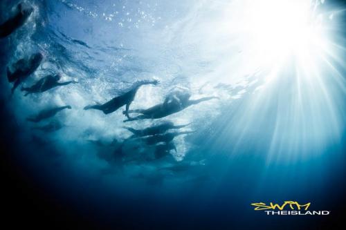 Swimtheisland - Bergeggi