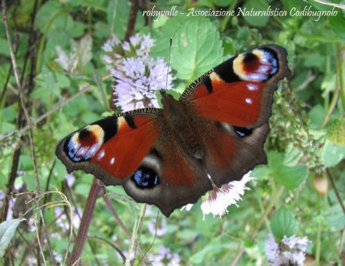 Il Carnevale Della Natura - Magenta