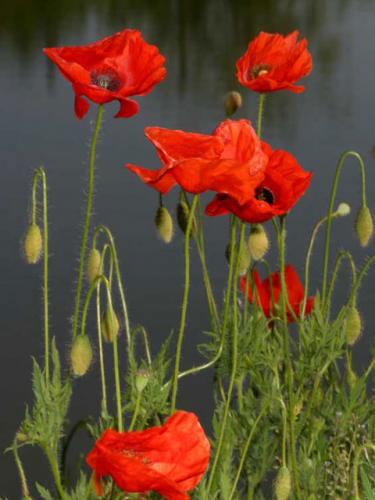 Le Buone Erbe Alimentari - Roma