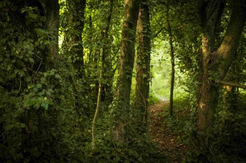 Festa Degli Alberi - 