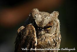 Visita Notturna Alla Ricerca Dell'assiolo - Cecima