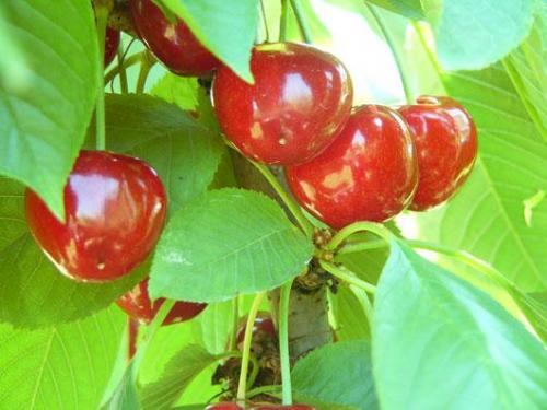 L'anello Dei Liguri E Le Ciliegie Di Bagnaria - Bagnaria