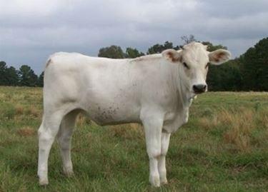 Sagra Della Vacca Marchigiana - Minturno