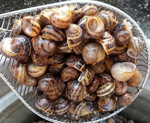 Sagra Della Lumaca Di Lacugnano - Perugia