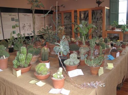 Mostra Di Piante Grasse - Alfonsine