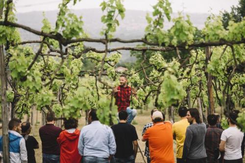 Scuola Italiana Di Potatura Della Vite - 