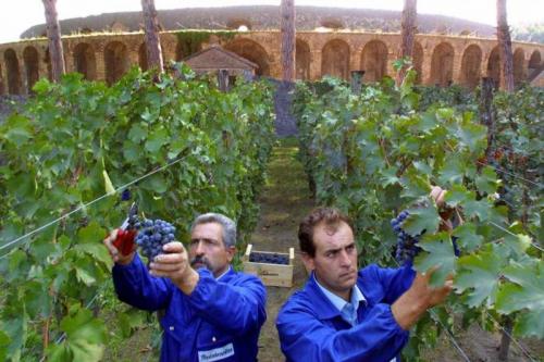 Vendemmia A Pompei - Pompei