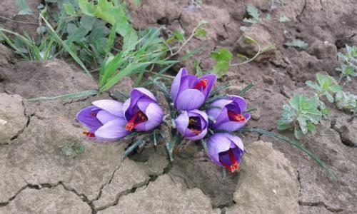 Zafferano In Fiore - Bagnara Di Romagna
