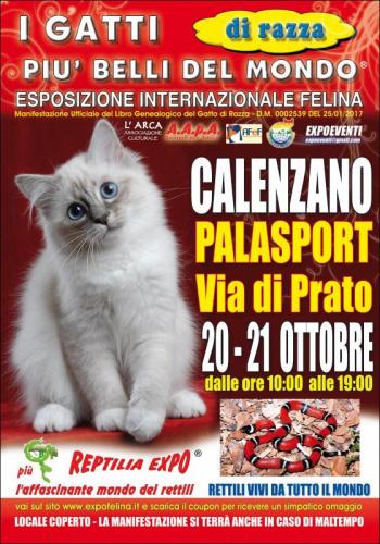I Gatti Piu' Belli Del Mondo  - Calenzano