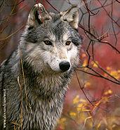 Sulle Orme Del Lupo - Val Di Nizza