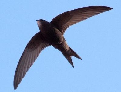 Festival Dei Rondoni - Castell'arquato