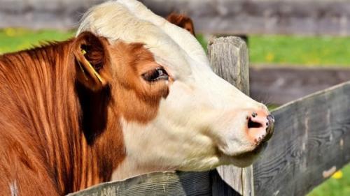 Fiera Sui Poggi - San Godenzo