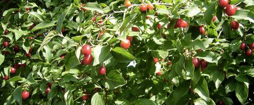 Festa Nazionale Della Corniola - Cornedo Vicentino