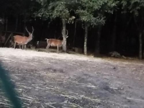 Passeggiata Al Chiaro Di Luna - Sinnai