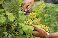 Degustazione Verticale A Il Pianzio - Galzignano Terme