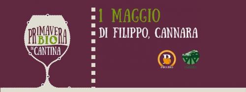 Primavera Bio In Cantina Di Filippo - Cannara