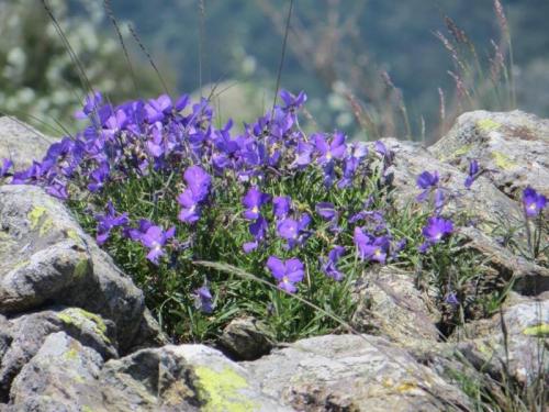Primo Maggio Al Parco Del Beigua - 