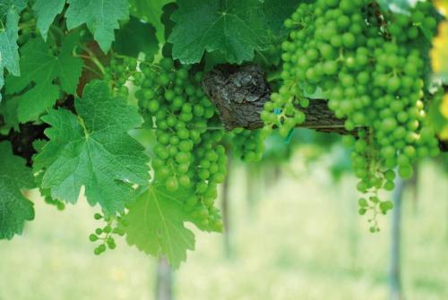 Asolo Wine Tasting - Asolo