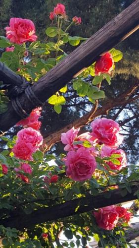 Villa Silvana - Boscoreale