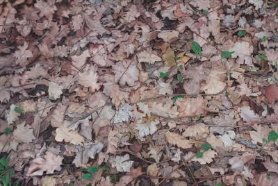 Personale Di Elena Giustozzi - Cupra Marittima